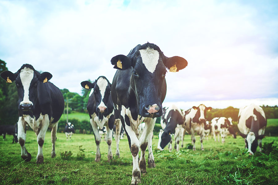 Argo Insurance -Moose Jaw Farming -Cattle Livestock